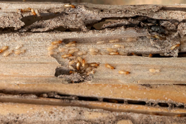 Professional Pest Control in Franklin Park, IL