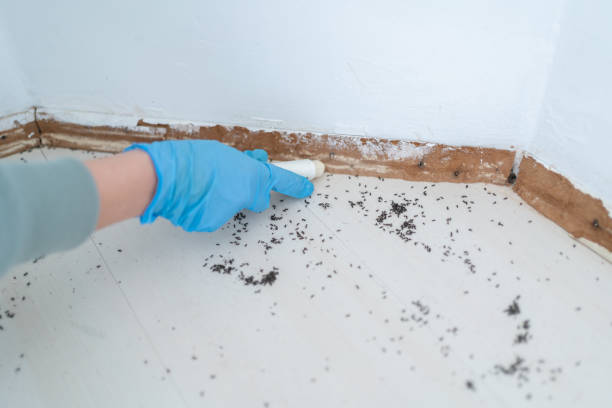 Best Wasp Removal Services  in Franklin Park, IL